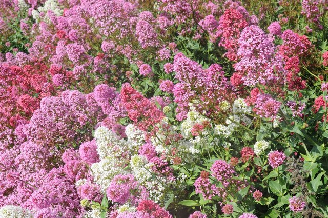 Colourful Valerian blooms
