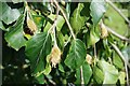 TF0635 : Saint Nicholas, Walcot:  Weeping Beech Leaf and fruit by Bob Harvey