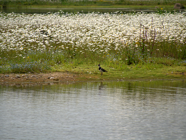Brockholes Nature Reserve, The Island in Meadow Lake