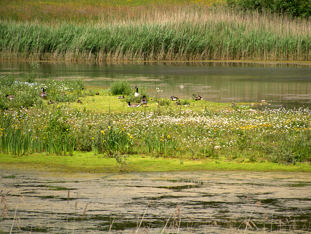 Meadow Lake, Brockholes Nature Reserve