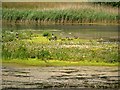 SD5830 : Meadow Lake, Brockholes Nature Reserve by David Dixon