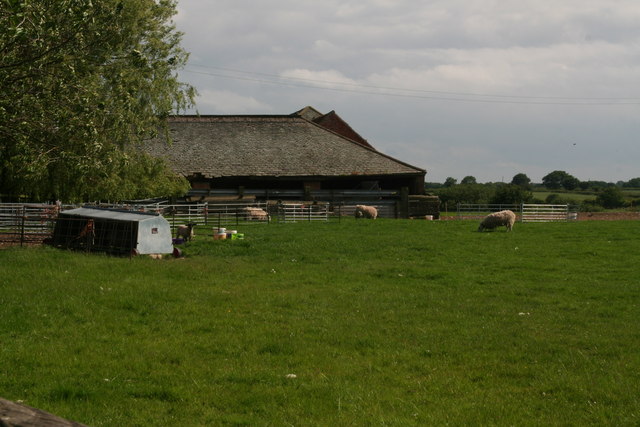 Sheep at Warren Farm, Panton