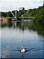 Swan on The Exe