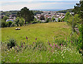 Pasture near the Library, Aberystwyth