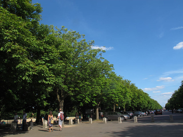 Avenue of planes, Greenwich Park