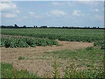 TF4412 : Potato crop off National Cycle Route 1 by JThomas
