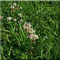 TF0820 : Trifolium repens by Bob Harvey