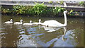 Swan and cygnets on the Montgomery Canal at Maesbury Marsh