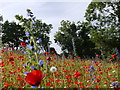 Wild Flower  Meadow, Llanmadoc