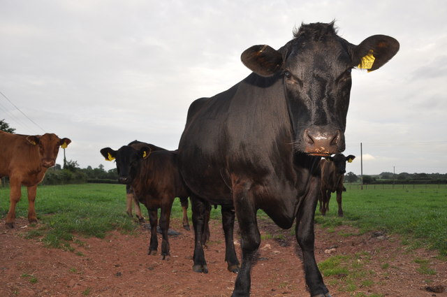 Mid Devon : Cattle Grazing