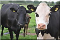 Mid Devon : Cattle Grazing