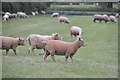 Mid Devon : Sheep Grazing