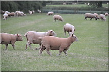 SS9101 : Mid Devon : Sheep Grazing by Lewis Clarke
