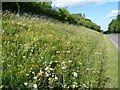 Roadside nature reserve at Broadgate Road, South Witham