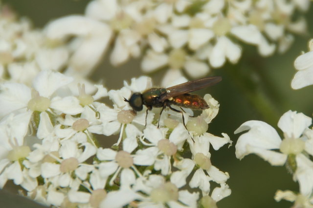 The soldierfly Chloromyia formosa, south Altcar mosses