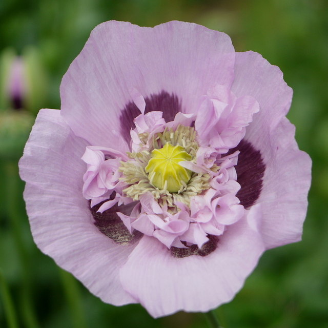 Opium Poppy, Papaver somniferum, 1