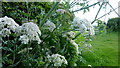 Cow Parsley by Kews Lane