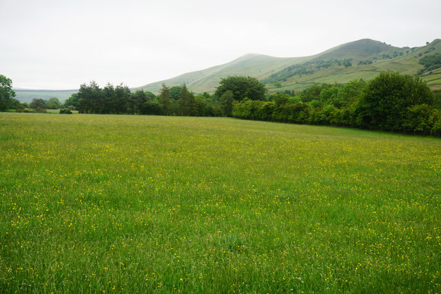 Buttercup field in Edale