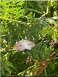 TQ1973 : Moth in bracken: Brown Silver-line (Petrophora chlorosata) by Stefan Czapski