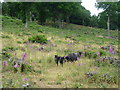 TR1157 : Black sheep on the side of Bigbury Camp by Marathon