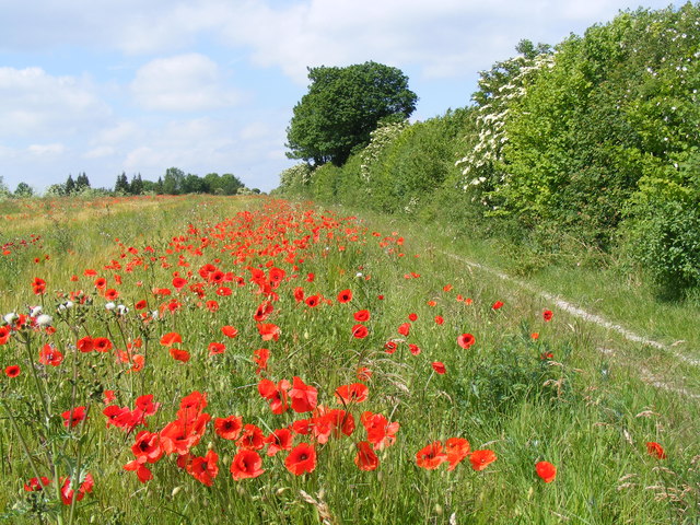 Poppies near Aylesbury Road, Tring