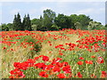 Poppies near Icknield Way, Tring