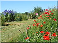 Poppies and delphiniums along the allotment pathway at Duckmore Lane, Tring