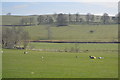 Sheep grazing in the Aire Valley