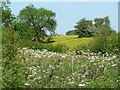 Wildflowers near Idridgehay