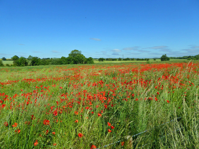 Poppies in the newly created Houghton washland for the River Dearne