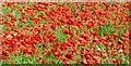 SE4105 : Field of poppies by Steve  Fareham