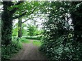 Track  through  woodland  at  Knightshayes