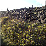 SJ9765 : Dry stone wall and bilberry bushes, Hangingstone Farm above Danebridge by Robin Stott