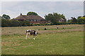 Cattle at Great Altcar