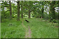 Treeline, Windsor Great Park