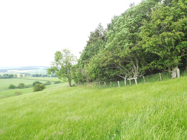 End of Hardenhill Plantation near Oxnam, Scottish Borders