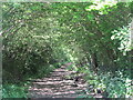 Path by Cozens Grove