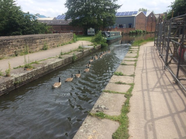 Procession of Canada Geese on the Peak Forest Canal