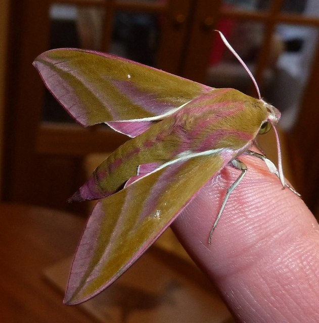 Elephant Hawk Moth - Imago - Top view