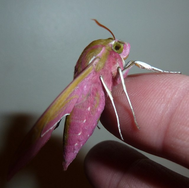 Elephant Hawk Moth - Imago - Side view © Rob Farrow cc-by-sa/2.0 ...