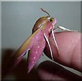 Elephant Hawk Moth - Imago - Side view