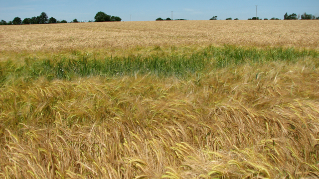 Ripening barley, Denham Green
