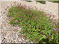 Red Valerian (Centranthus ruber)