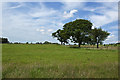 Trees on the fence line