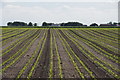 SD3708 : Fields at Bangor's Green, near Halsall by Mike Pennington