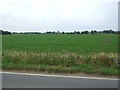 Crop field south of Lynn Road 