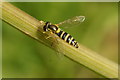 Sphaerophoria hoverfly, Mere Lane, Halsall