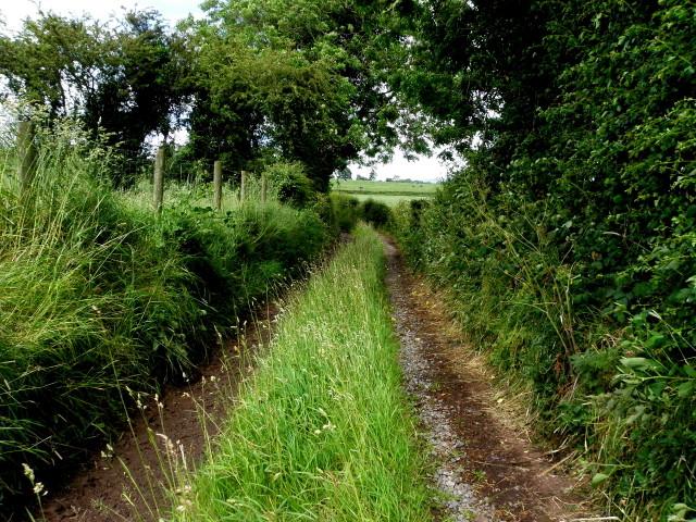Overgrown lane, Donacavey