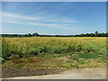 Field of Ripe Rape Seed