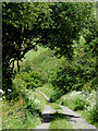 Minor lane north of Welcombe, Devon